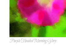 Load image into Gallery viewer, Purple Headed Morning Glory
